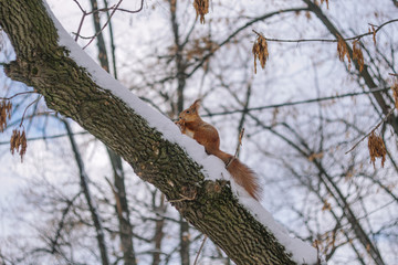 Squirrel on the tree branch. Sitting on the branch and eats nuts.