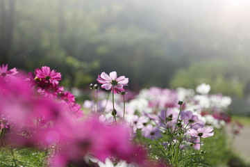 Field of cosmos flower with soft warm light selective focus for graphic design