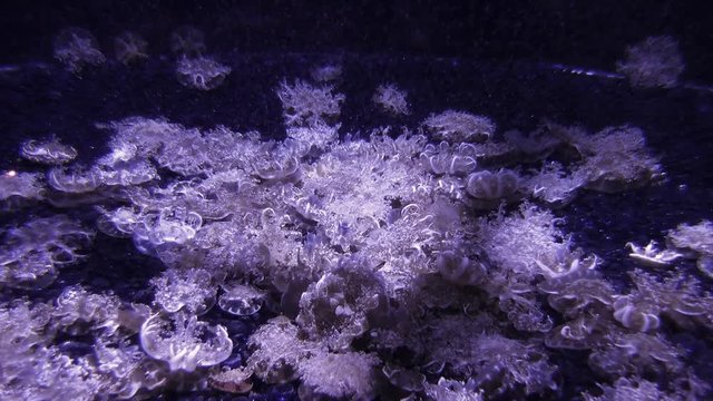 A group of jellyfish laying upside down on the bottom of a jelly tank in an aquarium. Probably a member of the Cassiopea genus.
