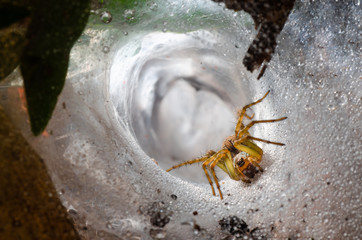 Spider in the hole. Spider's web