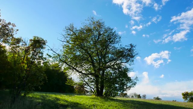 big hornbeam tree isolated in the heavy wind on a large grass field