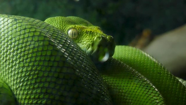 Green Python on a branch behind glass.