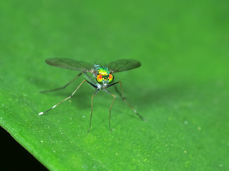 Macro Photo of Beautiful Fly on Green Leaf Isolated on Background