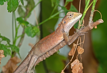 Brown Lizard on Branch Isolated on Nature Background