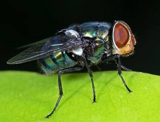 Macro Photo of Blowfly on Green Leaf Isolated on Black Background