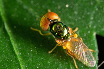 Macro Photo of Beautiful Fly on Green Leaf Isolated on Background
