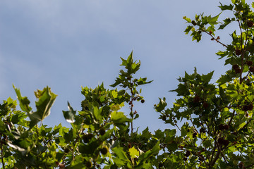 Chestnut trees