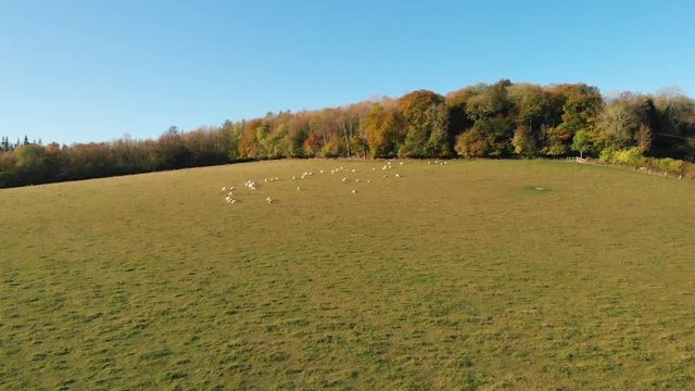 Aerial push in shot of a herd of sheep in a green paddock in the charming Chiltern Hills, United Kingdom