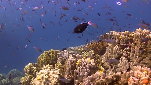Pink tail Triggerfish
Filmed with Canon HF G20 camera in Gates Underwater housing on Koh Tao/Thailand. 1080 HD