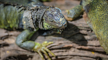 Green Iguana Reptile