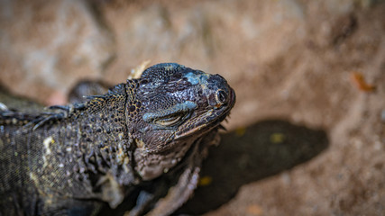 Iguana Animal Wildlife