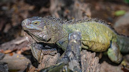 Green Iguana Reptile