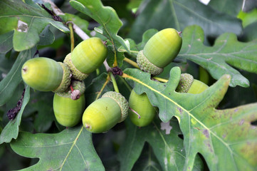 Branch of oak with acorns