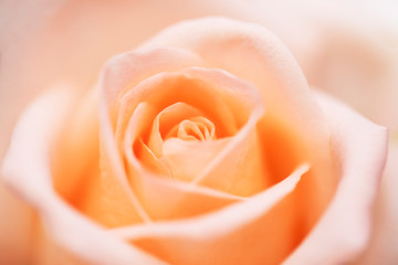 close up orange rose flower soft focus.