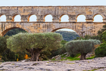 oliviers millénaires du Pont du Gard