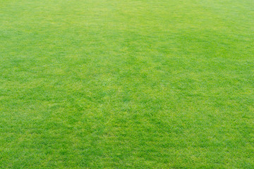 Green fresh grass texture or background, soft focus for your design.