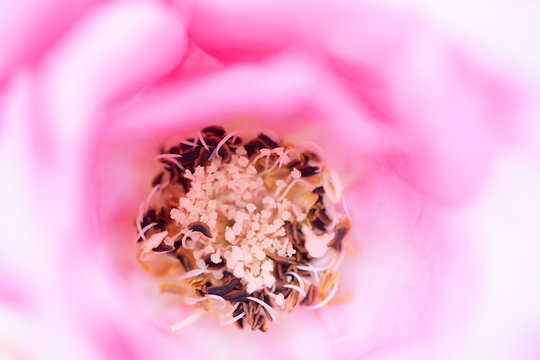 close up pollen of pink rose flower soft focus.