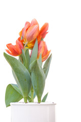 Tulpe