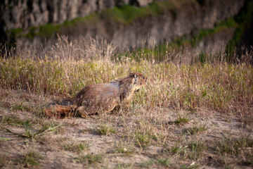 beaver in the forest