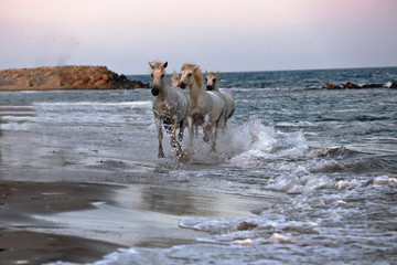 Running horses on water 