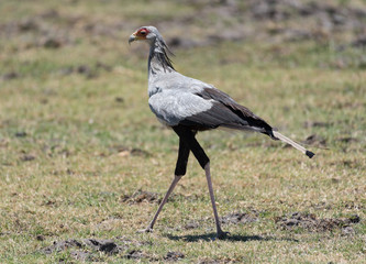 Secretary Bird in the Moremi Game Reserve of the Okavango Delta, Botswana.