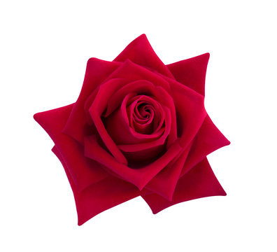 Red rose isolated on white background, clipping path and - soft focus