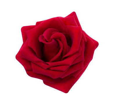 Red rose isolated on white background, clipping path and - soft focus