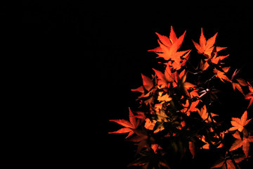 Red Japanese maple leaves branch isolated on black background
