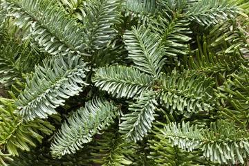 Simple christmas background texture of fir tree
