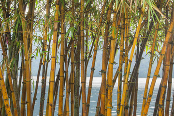 A stand of bamboo on the shore of a Bali lake
