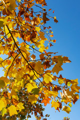 Yellow autumn leaves on a tree branch on a blue sunny sky