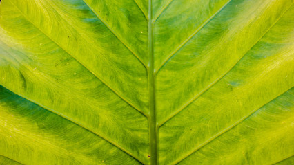 Fototapeta na wymiar structure of green leave natural background