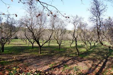 Obraz premium Parque Quinta de los Molinos (Madrid)