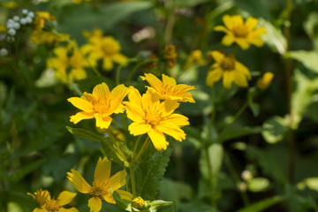  Yellow sesame flowers field background