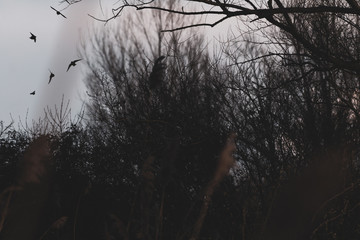 Flying birds silhouettes in the midst of plants and trees