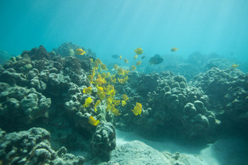 Beautiful underwater scene with a school of yellow tangs in Hawaii