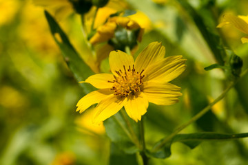 Obraz premium Yellow sesame flowers field background