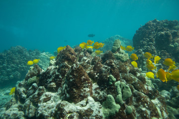 Fototapeta na wymiar Beautiful underwater scene with a school of yellow tangs in Hawaii