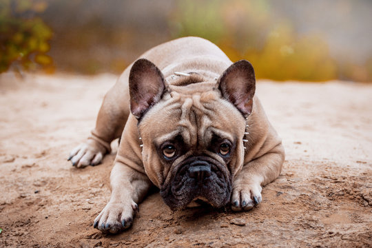  Krasivaya sobaka porody Frantsuzskiy bul'dog v lesu 49/5000 Beautiful dog breed French Bulldog in the forest