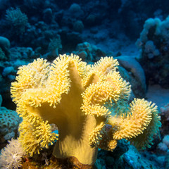 Naklejka na ściany i meble Coral reef with great yellow mushroom leather coral at the bottom of tropical sea