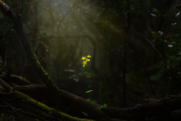 Magical scene a lonely yellow flower illuminated by the sunbeams in dark wild forest.