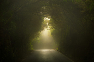 Fototapeta premium Empty misty road in Anaga forest on Tenerife.