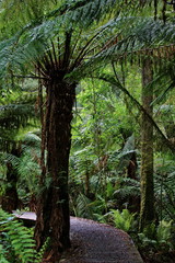 Hiking trail in Otway NP in Australia