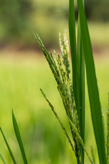 Close up of green paddy rice plant.