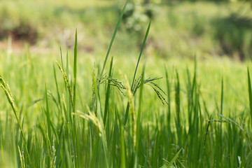 Close up of green paddy rice plant.