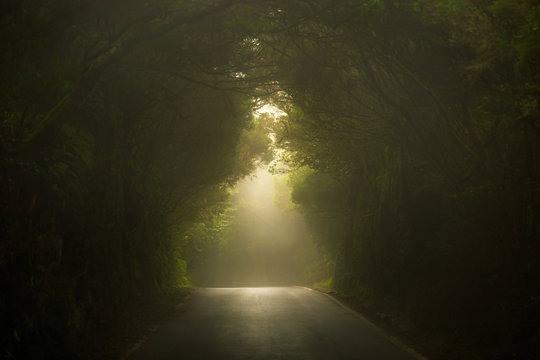 Fototapeta Empty misty road in Anaga forest on Tenerife.