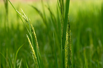 Close up of green paddy rice plant.