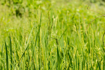 Close up of green paddy rice plant.