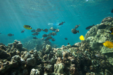 Fototapeta na wymiar Beautiful underwater scene with a school of yellow tangs in Hawaii