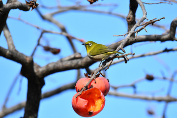 柿を食べるメジロ